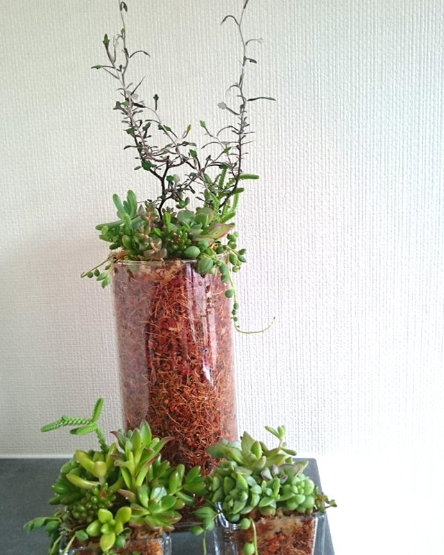 Succulents Planting　4,400円(税込)～　所用時間:2時間～